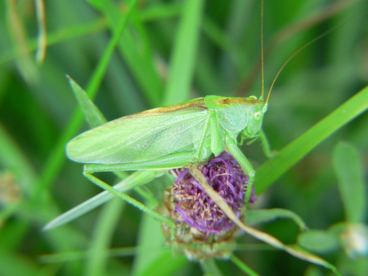 Tettigonia viridissima? No. Maschio di Tettigonia cantans